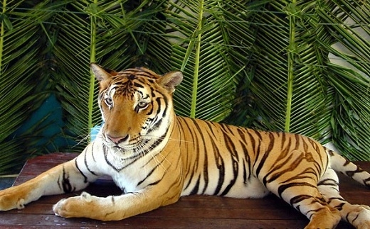 Những chú hổ ở Samui Aquarium rất hiền lành. Khách du lịch có thể vuốt ve, chơi đùa và chụp hình chung với chú hổ này. 