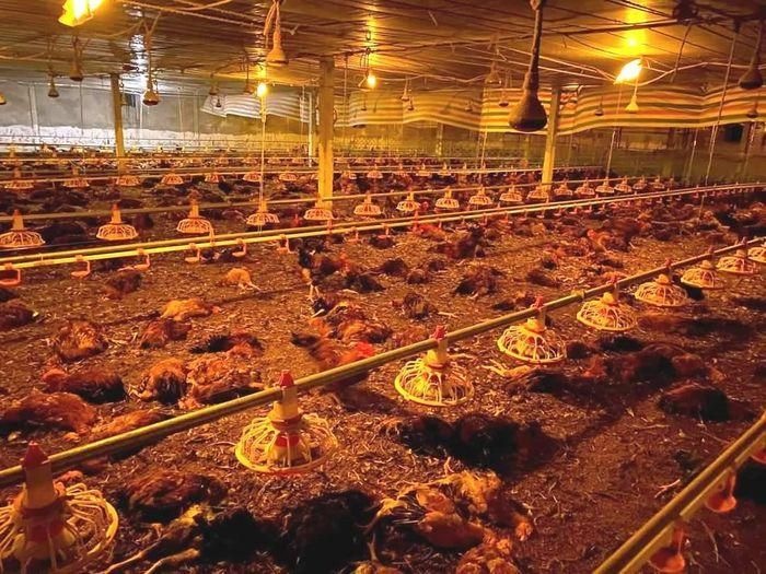 Hà Tĩnh: Hệ thống quạt gió gặp sự cố, một trang trại thiệt hại gần 10.000 con gà - Ảnh 1