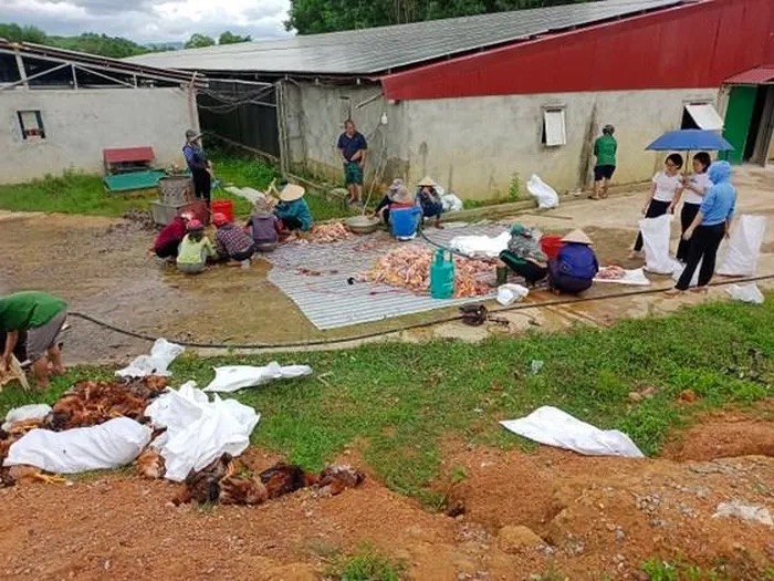 Hà Tĩnh: Hệ thống quạt gió gặp sự cố, một trang trại thiệt hại gần 10.000 con gà - Ảnh 2