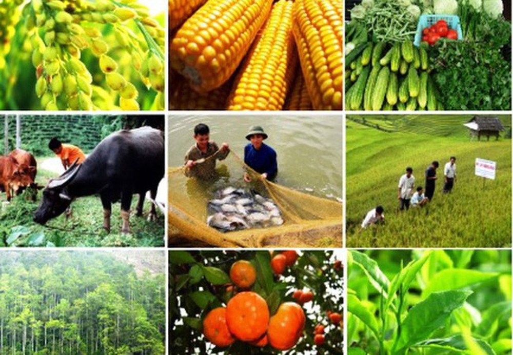 Thái Nguyên: Công nhận 37 sản phẩm nông nghiệp tiêu biểu của tỉnh năm 2023 - Ảnh 1