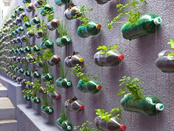 Tận dụng những chai nhựa bỏ đi để tạo thành vườn rau treo trên tường đang là cách làm của không ít người dân thành phố để tiết kiệm chi phí 