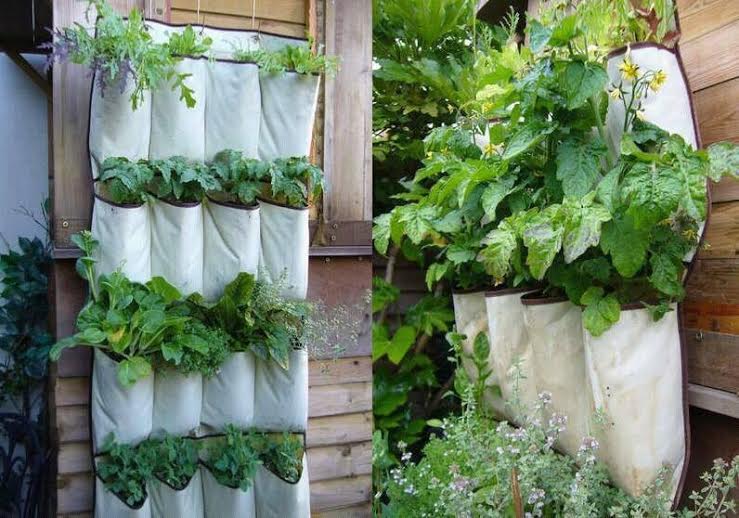 Nhiều người còn sáng tạo, lấy vải may túi gắn lên tường trồng đủ các loại rau ăn lá, ăn quả