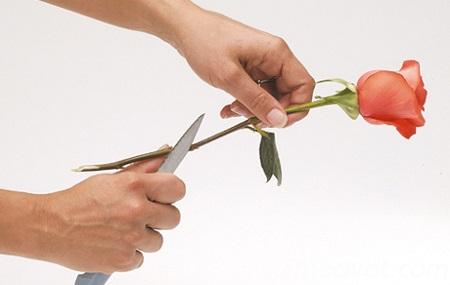 Để tỉa hoa và cắt bớt phần gốc hoa, cây kéo bạn dùng phải sắc để không làm rộng các vết cắt trên cây hoa;