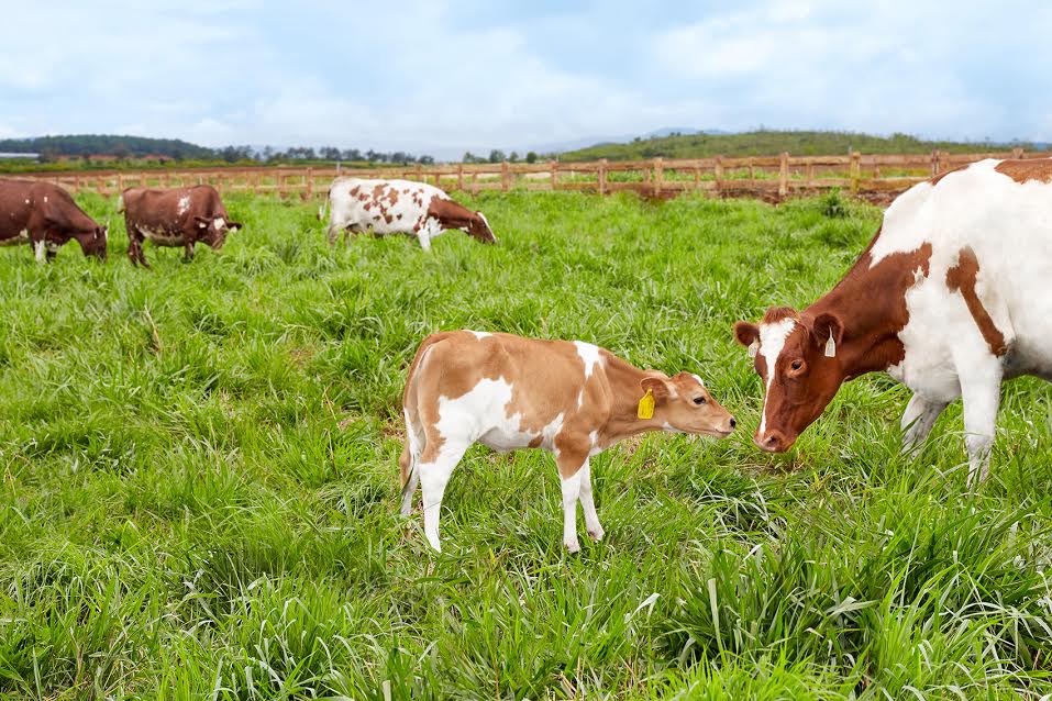 Đàn bò tại trang trại Organic được Vinamilk chăn thả tự nhiên trong điều kiện thời tiết và môi trường  được đánh giá tương đồng với châu Âu
