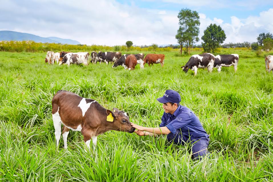 Các sản phẩm từ đồng cỏ đến trang trại bò sữa và nhà máy chế biến được chứng nhận là các sản phẩm Organic.