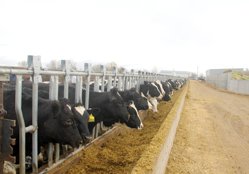 Hơn 2.000 con bò sữa vừa từ Mỹ về Việt Nam.