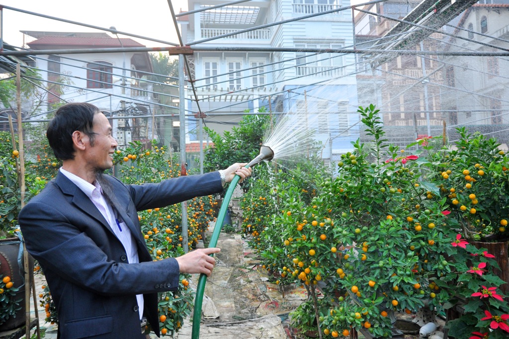 Nghệ nhân Nguyễn Thế Mạnh đang chăm sóc vườn cây quất bonsai của mình.