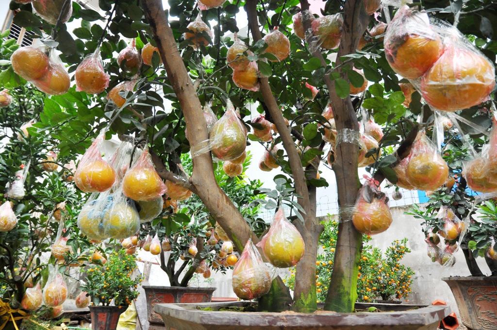 Nguồn gốc của những cây bưởi này là cây ăn quả lâu năm, khoảng 15 - 20 năm. Sau đó được ông Thắng đưa lên trồng trên chậu.