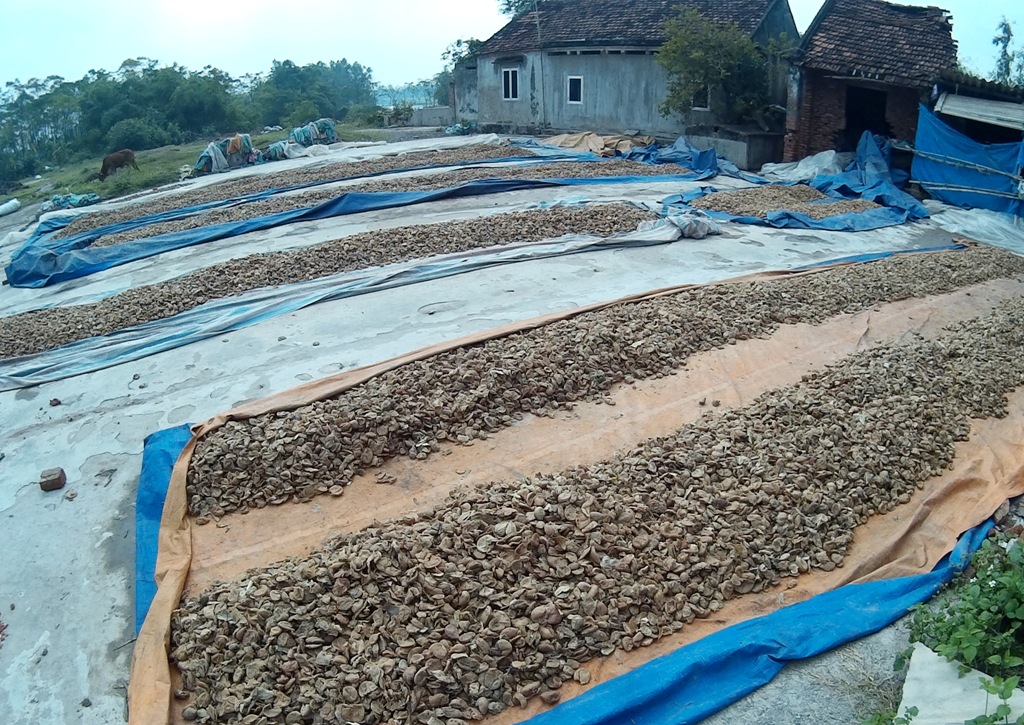 Hàng tấn chanh, quất thối đang được phơi khô tại bãi đất trống cạnh nhà văn hóa tổ 7, phường Đồng Mai (Hà Đông, Hà Nội).