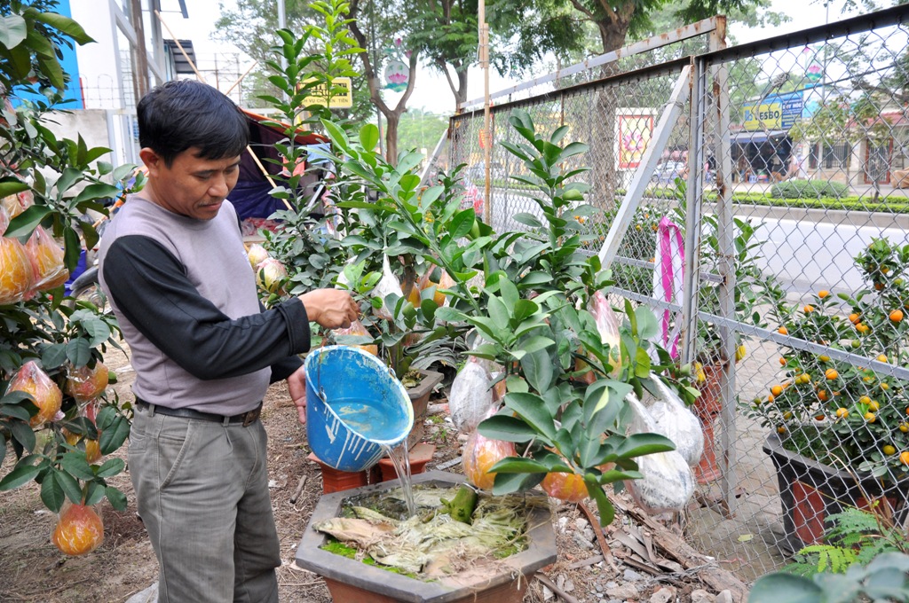Theo anh Nam, một người chăm vườn cho anh Thắng cho biết, năm nào ở vườn này cũng bán được gần 100 cây bưởi bonsai.