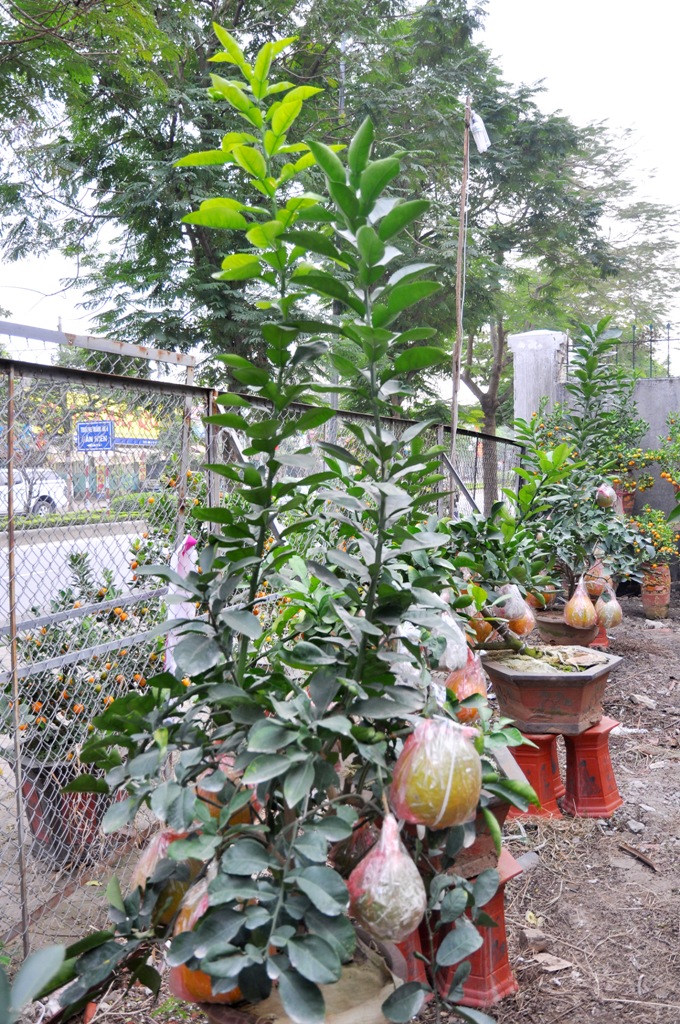 Cây bưởi bonsai đang trở thành mặt hàng được nhiều người Hà Nội thích thú mỗi độ Tết về.
