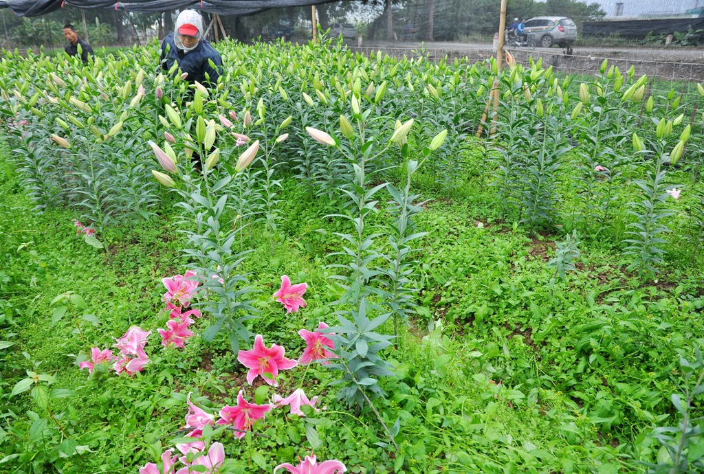 Thực trạng hoa nở sớm năm nay là tình trạng chung của tất cả các hộ dân trồng hoa ly ở Tây Tựu.