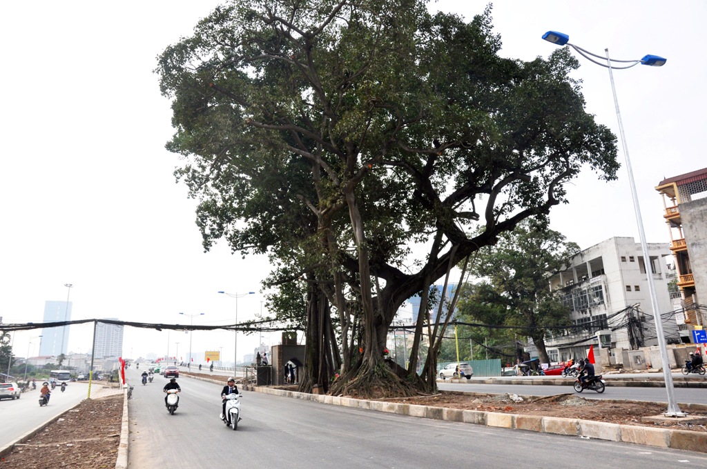 Điểm ấn tượng được nhiều người dân Thủ đô ủng hộ và việc BQL Dự án quyết giữ lại cây đa cổ thụ.