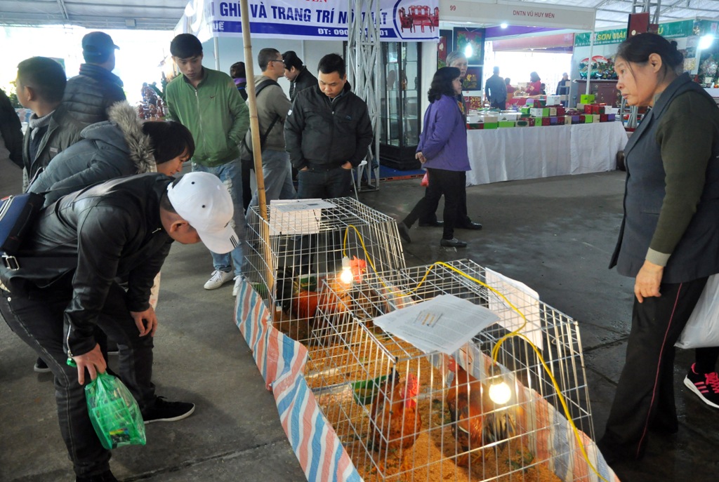 Khu vực bày bán các giống gà tiến vua tại hội chợ Xuân được nhiều người quan tâm, thích thú.