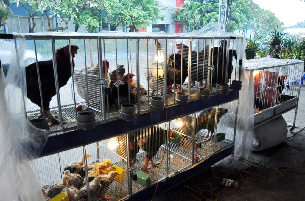 11. Đến hội chợ Xuân, chủ nhân của gian hàng Đông Cảo còn mang cả gà giống tới phục vụ nhu cầu của mọi người.