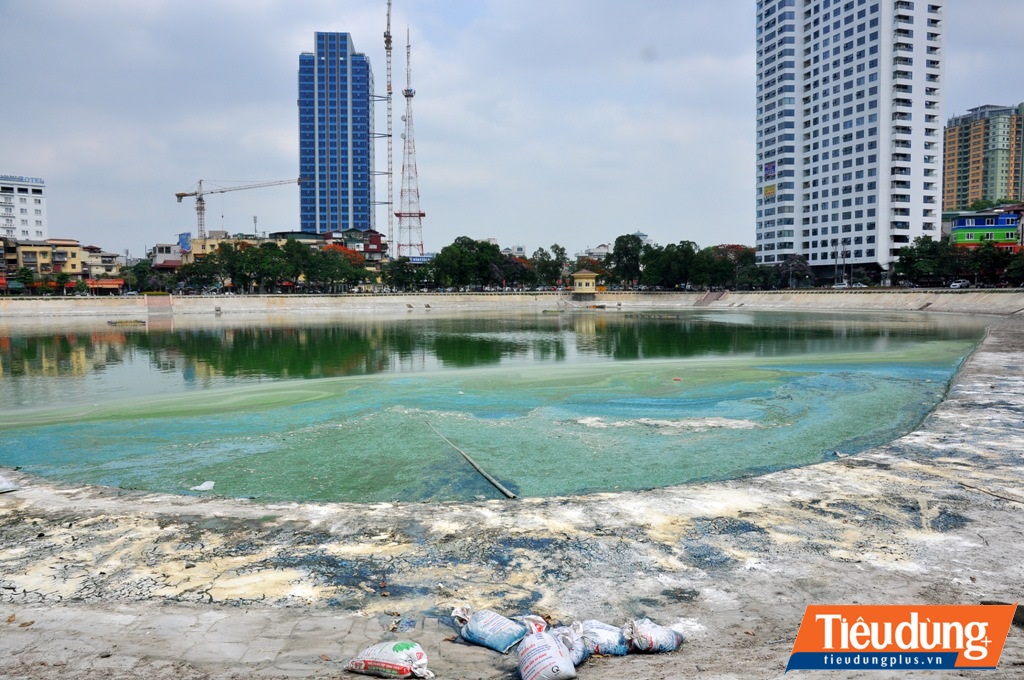 Hiện tượng tảo chết, nổi kín một góc hồ Ngọc Khánh dẫn tới tình trạng ô nhiễm nghiêm trọng nhiều ngày qua.