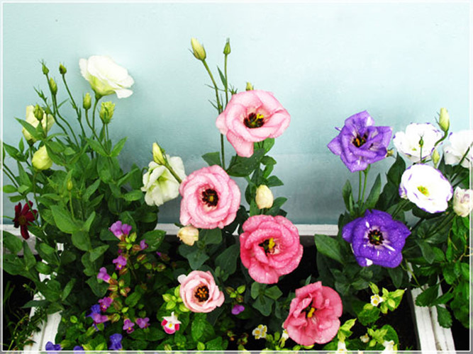 Hoa Cát tường mang vẻ đẹp y như tên gọi nó biêu trưng cho sự may mắn, sự vươn lên mạnh mẽ