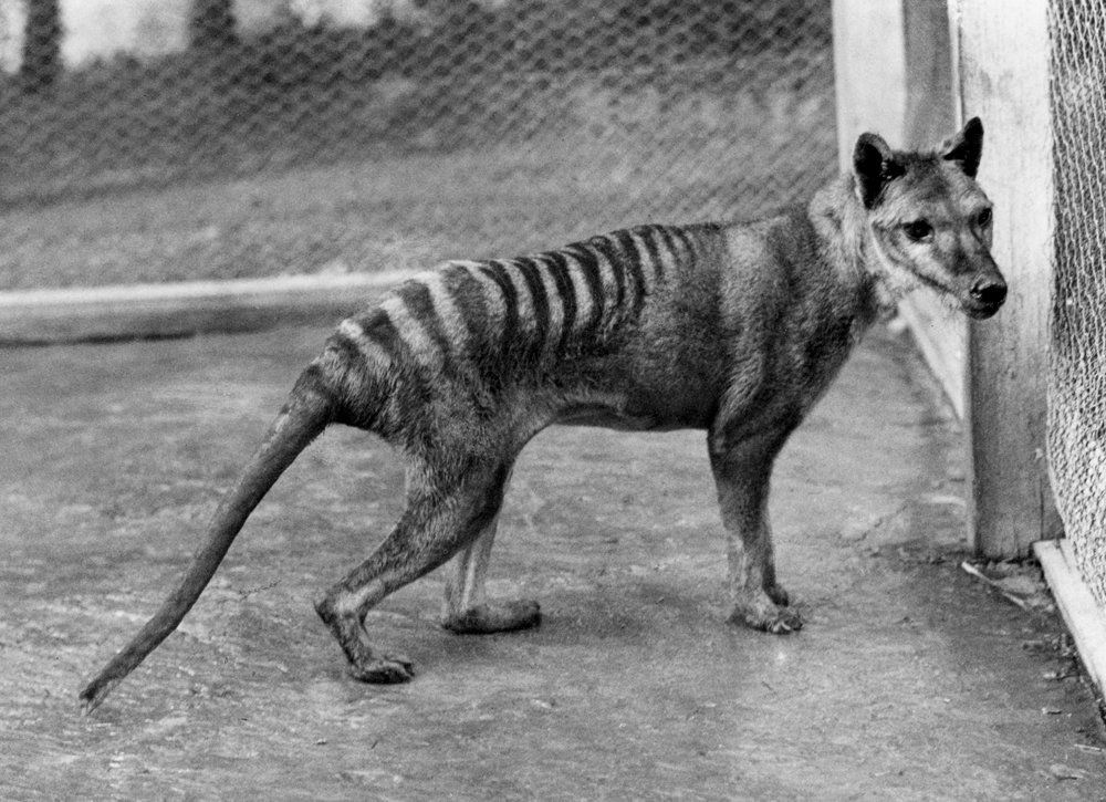 Các cá thể cuối cùng được biết đến qua đời trong một vườn thú ở Tasmania vào năm 1936.