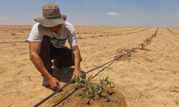Công nghệ tưới nhỏ giọt vô cùng đơn giản và được người nông dân Israel sử dụng rộng rãi