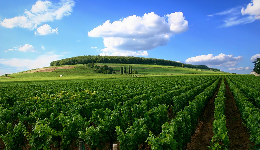 Côte d’Or, Burgundy, Pháp: Với những vườn nho có lịch sử lâu đời, Côte d’Or là vùng làm rượu vang nổi tiếng nhất Burgundy, hút khách du lịch từ khắp nơi trên thế giới. Nơi này được công nhận là Di sản thế giới vào tháng 7/2015. Cách Paris khoảng 3 tiếng đi xe, đây là nơi lý tưởng để du khách tản bộ, đạp xe thăm quan, thưởng thức rượu vang và ẩm thực địa phương.​ Ảnh: Winefolly.