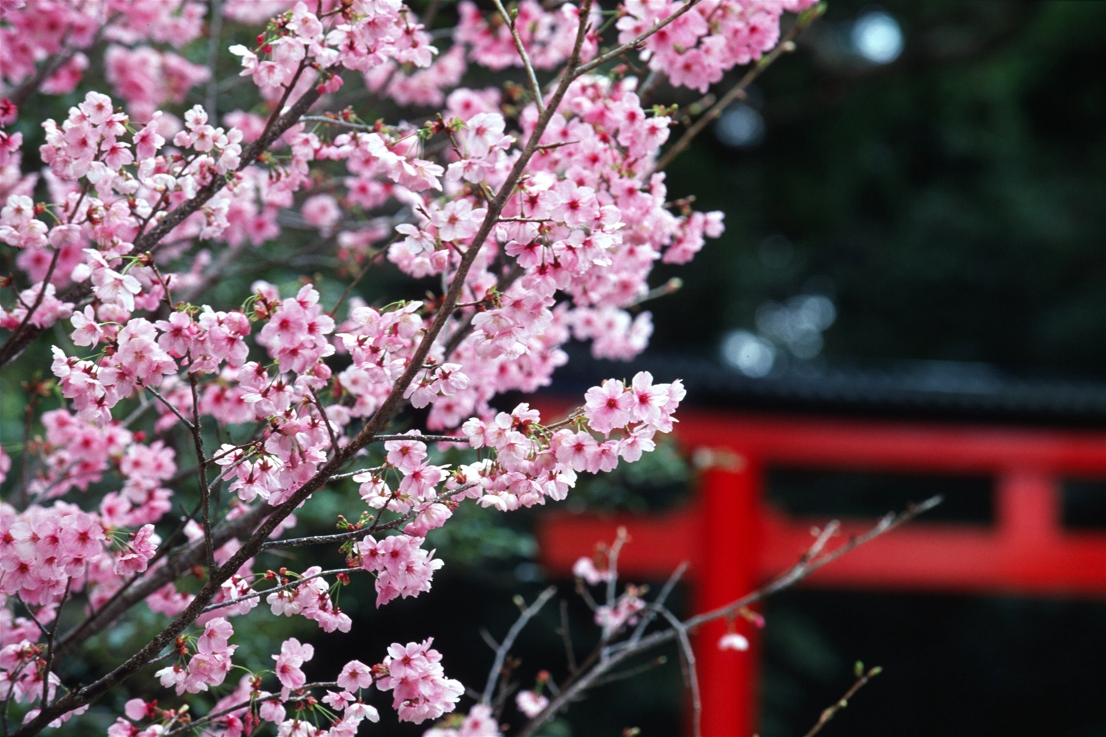 Dự kiến vào 2 ngày (9 và 10/4) lễ hội hoa anh đào sẽ được tổ chức nhằm giới thiệu vẻ đẹp của loài hoa mang ý nghĩa biểu tượng cho sự thanh cao và kiêu hãnh của con người Nhật Bản.