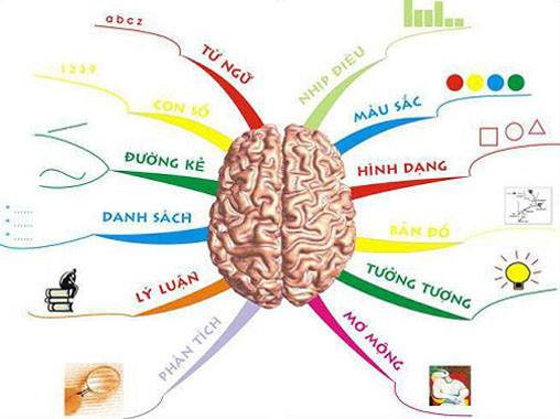 Phát triển cân bằng cả bán cầu não trái và bán cầu não phải là một trong những nguyên tắc quan trọng để phát triển trí tuệ cho trẻ.