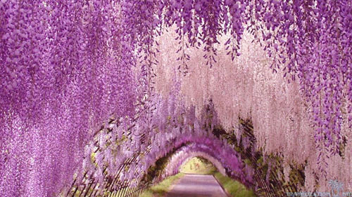 Đường hoa tử đằng ở Ashikaga, Nhật Bản luôn nằm trong top những vườn hoa đẹp nhất trên thế giới.