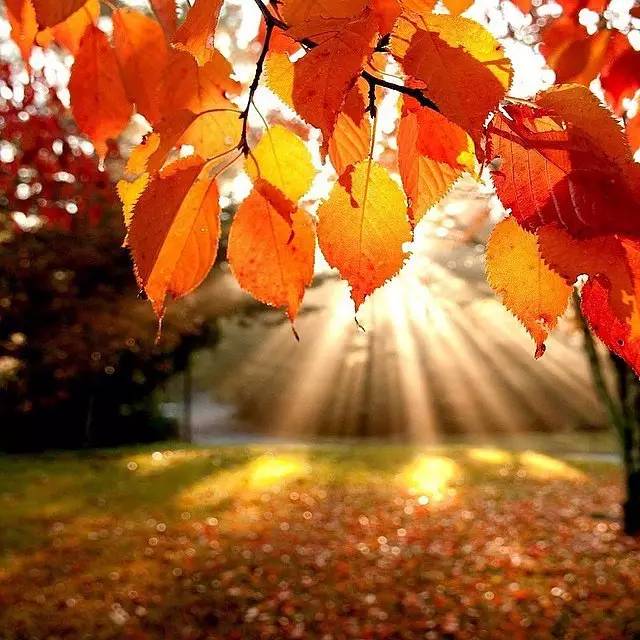 Hay chỉ đơn giản nằm trên bãi cỏ Berkshires ở Massachusetts Mỹ và cảm nhận ánh nắng mặt trời qua khe lá của mùa thu.