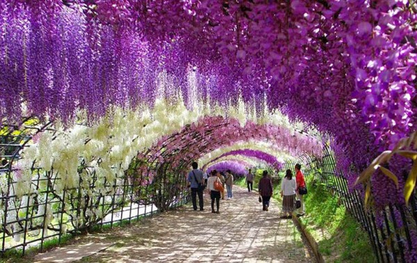 Người dân Việt Nam sẽ có dịp chiêm ngưỡng loài hoa tượng trưng cho tình yêu của Nhật Bản