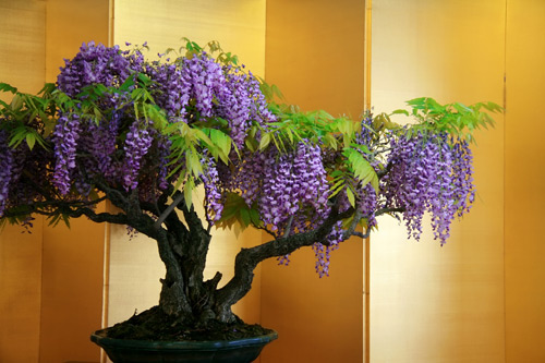 Nhiều dáng bonsai tử đằng đẹp mắt được trồng trong nhà
