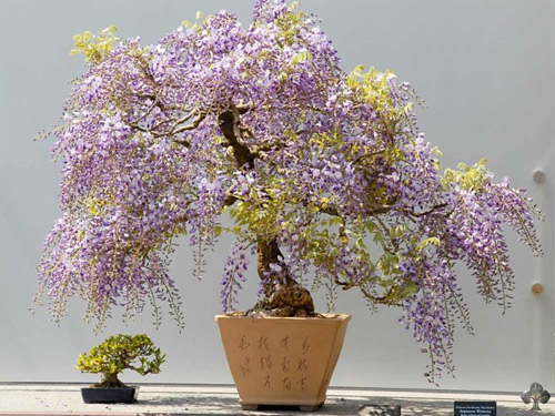 Nhiều dáng bonsai tử đằng đẹp mắt được trồng trong nhà