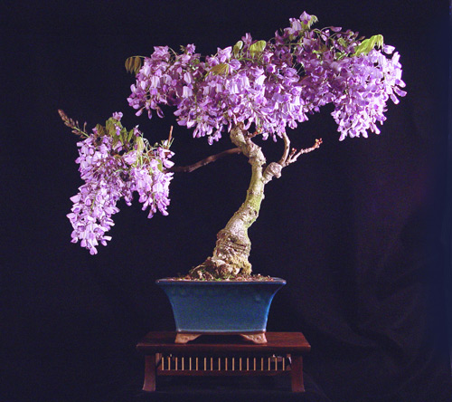 Tử đằng bonsai thích hợp cho những gia đình có diện tích hạn chế mà trót say loài hoa tình yêu này