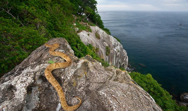 Đảo rắn Ilha da Queimada Grande(Ảnh: JOAO MARCOS ROSA  /NITRO)