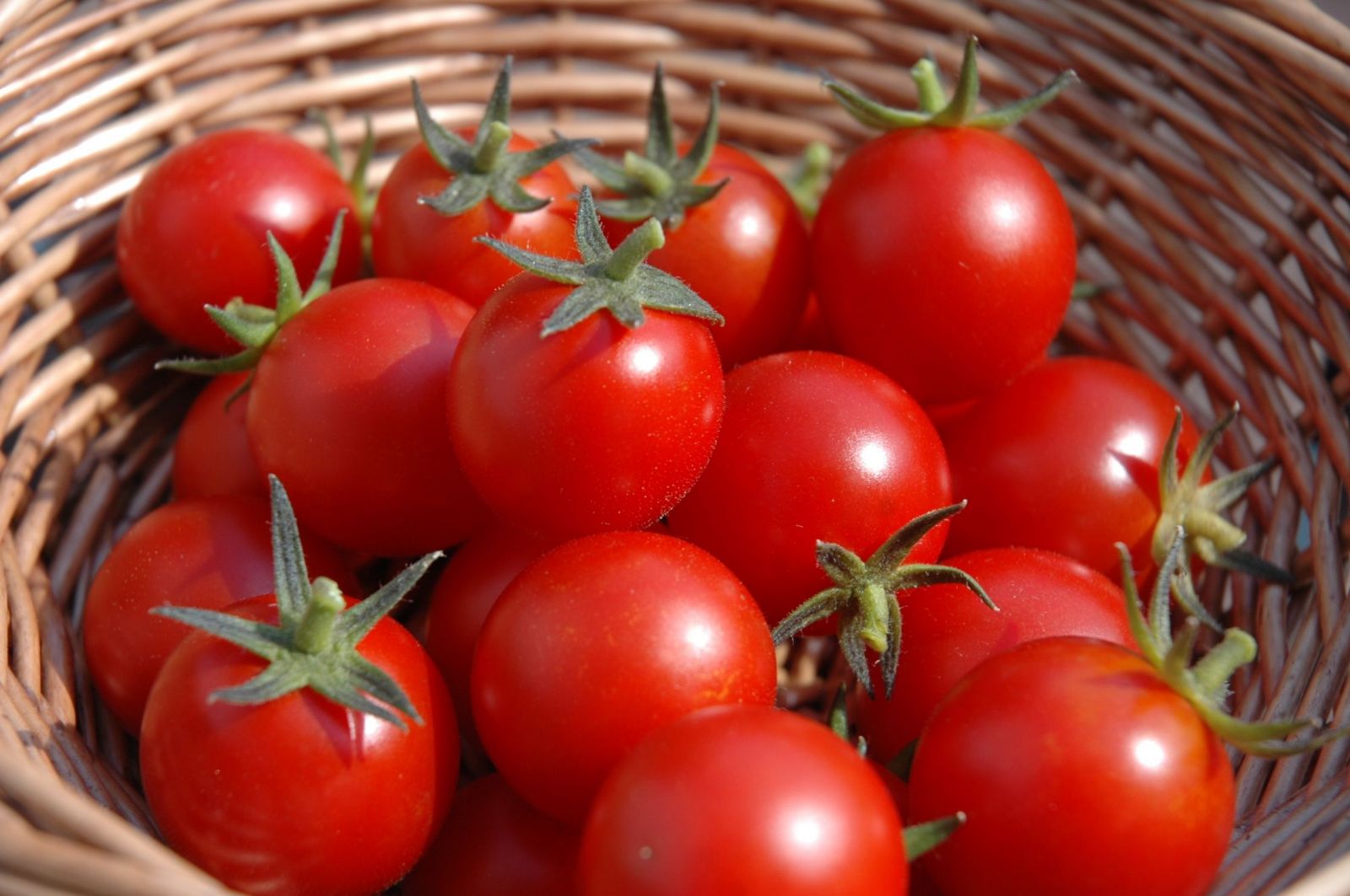 Cà chua có vi chất oxy hóa và lycopene giúp cơ thể kháng khuẩn