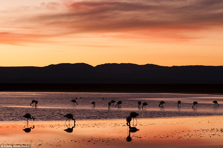 Khi hoàng hôn buông xuống, một hồ nước ở sa mạc Atacama, Chile như biến thành một tấm gương khổng lồ phản chiếu hình ảnh của những chú chim hồng hạc.