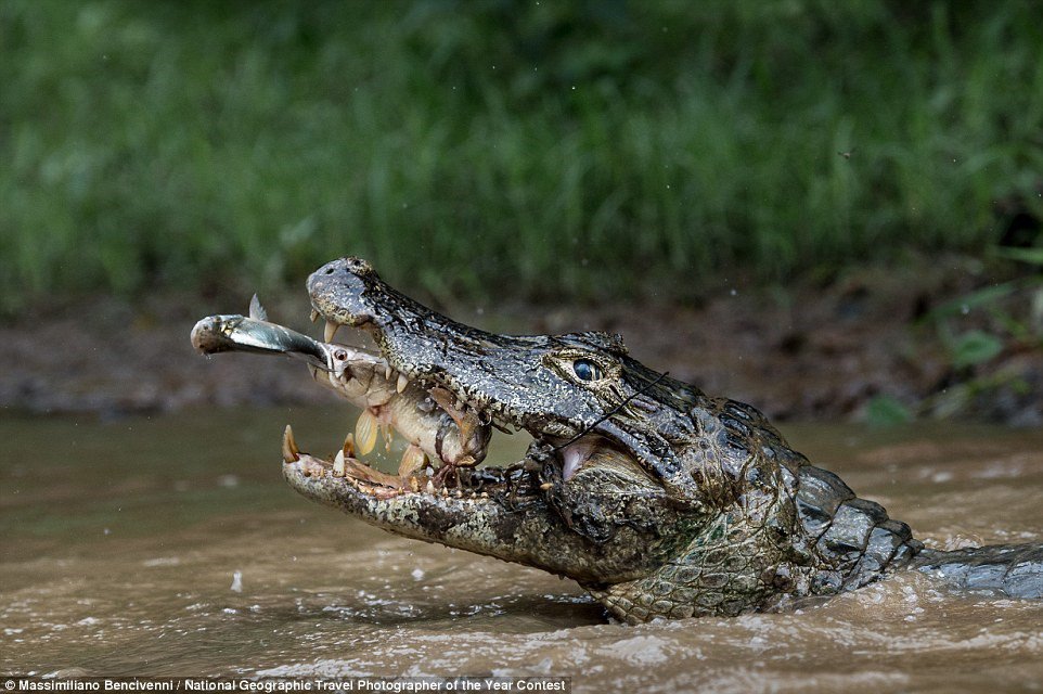 Bức ảnh ấn tượng này được chụp ở đầm lầy của Brazil, ghi lại khoảnh khắc đắt giá khi kẻ săn mồi cũng trở thành con mồi. (Ảnh: Massimiliano Bencivenni).