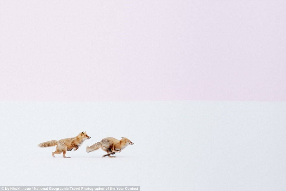 Hai chú cáo chạy theo nhau trên nền tuyết trắng vào buổi hoàng hôn. (Ảnh: Hiroki Inoue).