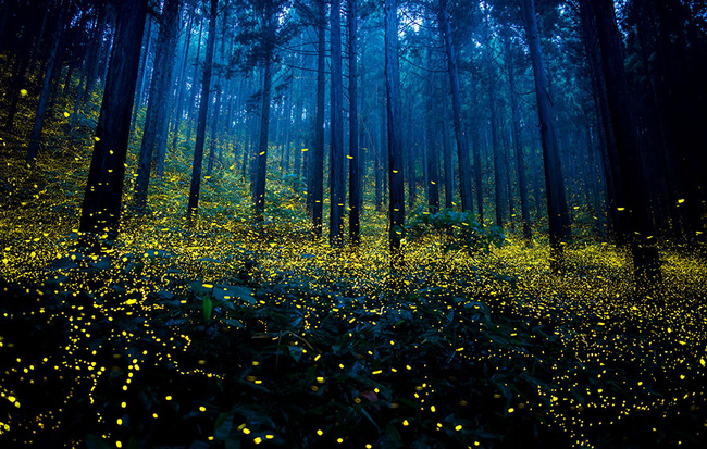 Sự xuất hiện của đàn đom đóm như phép màu diệu kỳ biến khu rừng xám xịt bỗng trở nên huyền ảo.