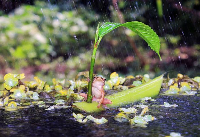 Chú ếch chú mưa