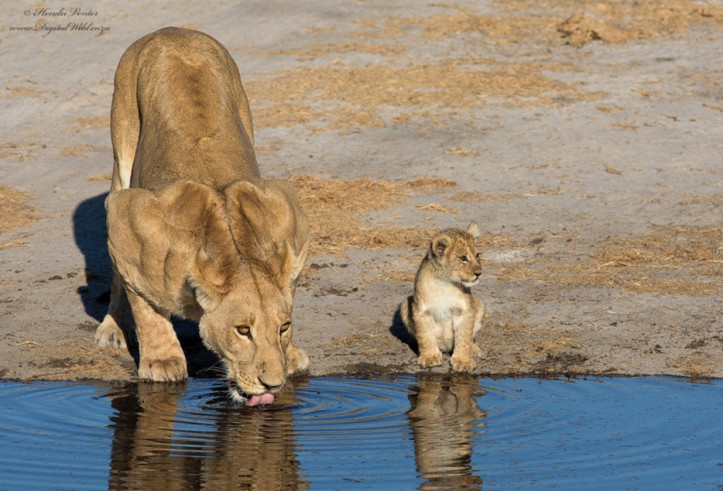 Sư tử mẹ dắt con ra sông uống nước