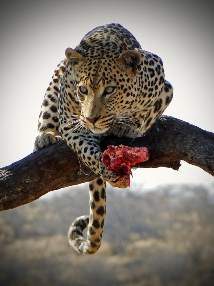 Chú báo đang thưởng thức món ăn trên thân cây