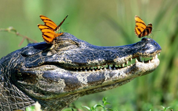 Con cá sấu được trang điểm bằng những chú bướm tự nhiên