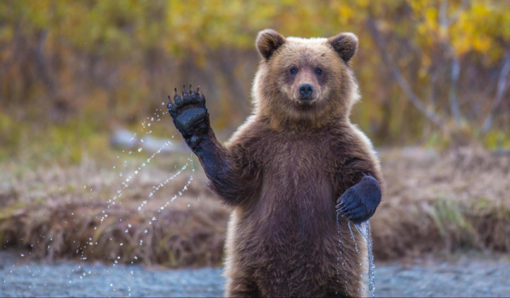 Chú gấu với cái vẫy tay đầy thân thiện
