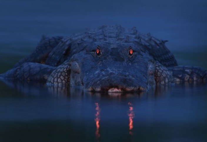 Đôi mắt đỏ lừ của cá sấu đói