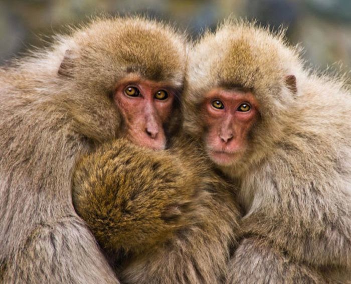 Hai con khỉ với khuôn mặt giống hệt nhau