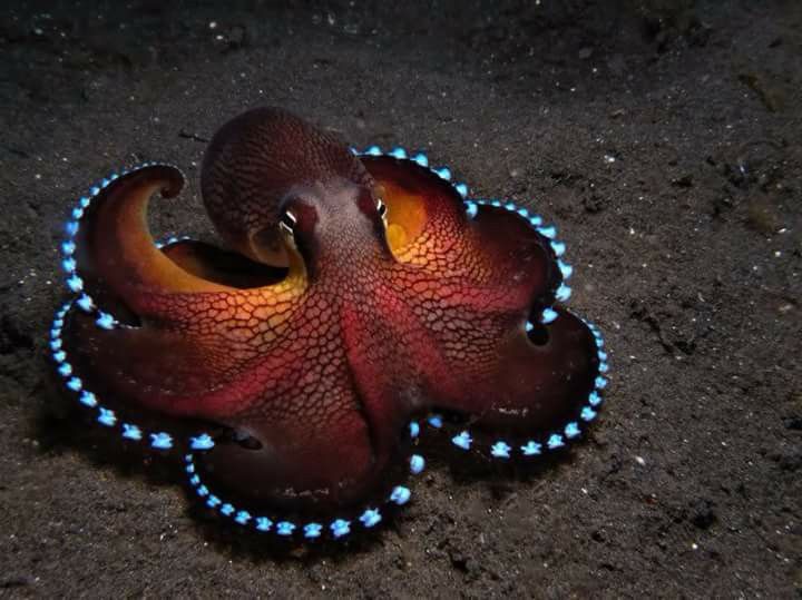 Chú bạch tuộc được tìm thấy ở các vùng biển nhiệt đới của Tây Thái Bình Dương
