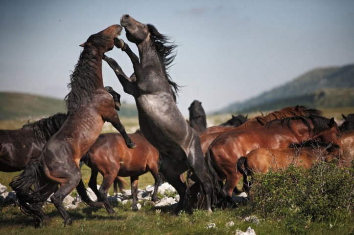 Cuộc chiến đấu của hai con ngựa hoang dã