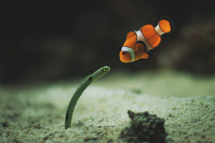 Cuộc đối đầu giữa lươn và cá