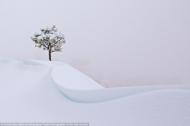 Khoảnh khắc tuyệt diệu của một cái cây cô đơn, vững vàng chống lại cơn bão tuyết tràn qua ở Bryce Canyon, Utah, Mỹ. Khi tất cả chìm trong màu trắng xóa, cái cây vẫn đứng vững trong tuyết.
