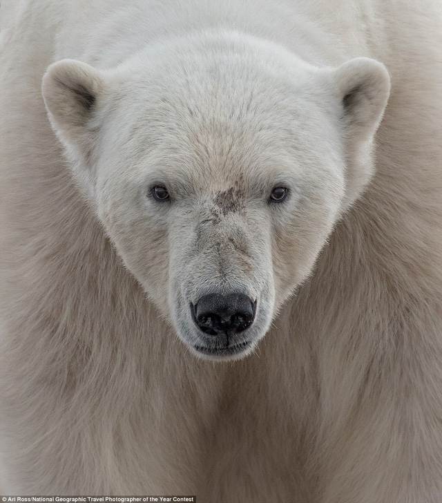 Nhiếp ảnh gia Ari Ross chụp cận mặt một chú gấu Bắc cự ở Wahlenbergfjorden, Svalbard, Na Uy.
